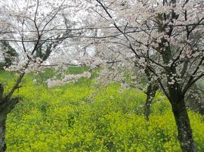 sakura2015_11.jpg