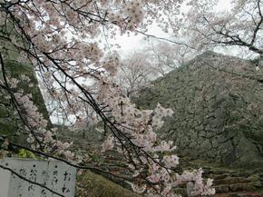 sakura2015_17.jpg