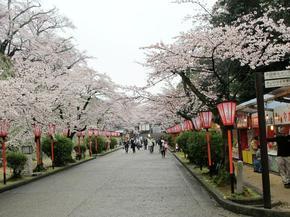 sakura2015_19.jpg