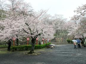 sakura2015_2.jpg