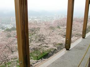 sakura2015_29.jpg