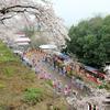 津山城(鶴山公園)2015年の津山さくらまつり