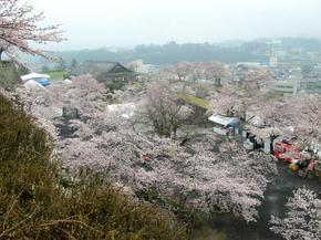 sakura2015_5.jpg