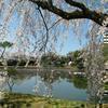 2015年 衆楽園のさくら