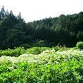 2015年, 摩尼山 高福寺のアジサイの花（阿波）