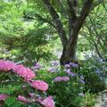 2015年 津山百景 善應寺の紫陽花（あじさい）