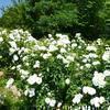 グリンヒルズ津山のバラの花(大田)