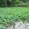 近隣のハスの花(勝央町植月北)