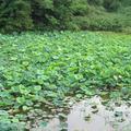 近隣のハスの花（勝央町植月北）