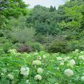 美咲花山園のあじさい（美咲町）