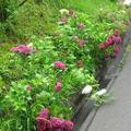 梅の里公園近くのアジサイの花（神代）