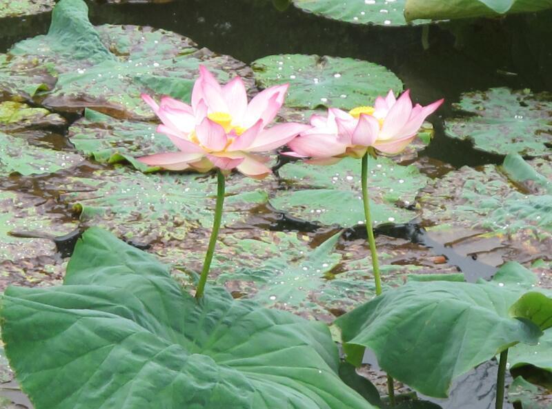 自然の風景 ハスの葉 近隣のハスの花（勝央町植月北） - 津山瓦版