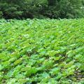 鏡野町のハスも綺麗に咲いています。