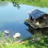 2015年8月8日美崎町にいた白鳥
