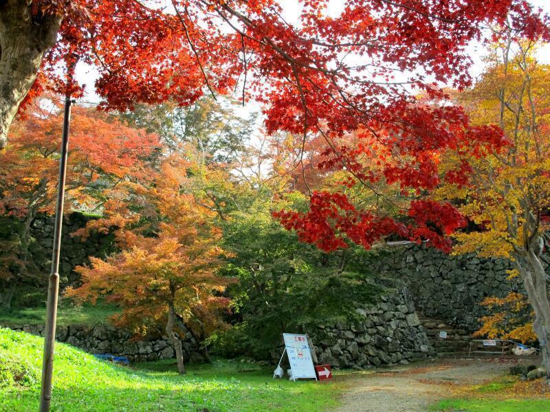 津山城（鶴山公園）のモミジ - 津山瓦版