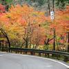 奥津渓のもみじが綺麗でした。