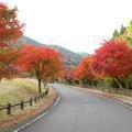 2015年　津川ダム周辺の紅葉