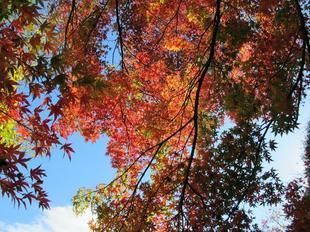 鶴山紅葉31.jpg