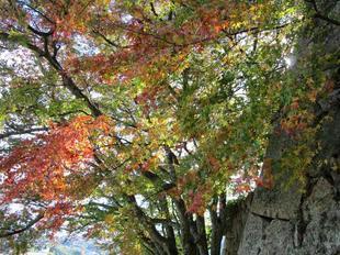 鶴山紅葉32.jpg