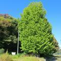 河原大イチョウ（勝央町　河原地区）