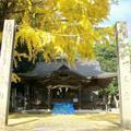 軒戸神社の大イチョウ（加茂）