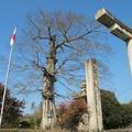 中山神社のムクノキ