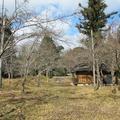 千年寺の冬と椿の花