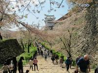 sakuramatsuri16.jpg