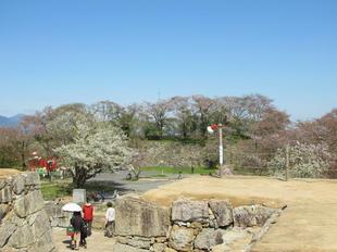 sakuramatsuri21.jpg