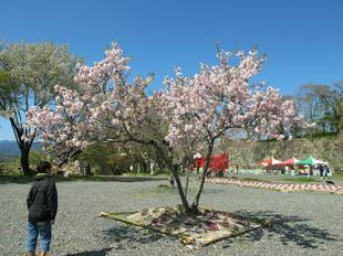 sakuramatsuri24.jpg