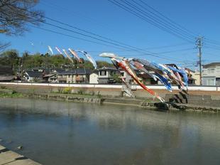 sakuramatsuri27.jpg