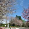 田邊城のさくら満開時の様子
