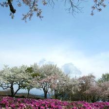 津山城（鶴山公園）の芝桜