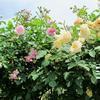 赤堀さん宅のお花畑とバラの花