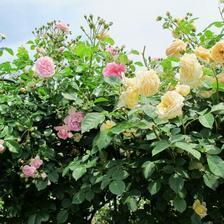 赤堀さん宅のお花畑とバラの花