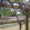 津山城（鶴山公園）の藤の花