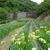 花しょうぶ園(久米南町)とジャーマンアイリス