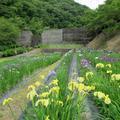 花しょうぶ園（久米南町）とジャーマンアイリス