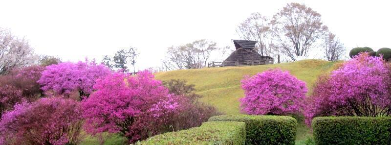 沼住居跡地のつつじやサツキの花 - 津山瓦版