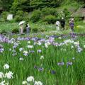 おじいちゃんとおばあちゃんの花しょうぶ園（作用町西新宿）