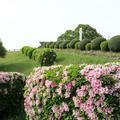 沼住居跡地のつつじやサツキの花