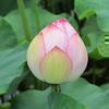 第16回はすの花まつり(久米南町)