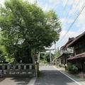 中山神社祝木のケヤキ　市指定天然記念物