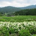 阿波の高福寺のアジサイ