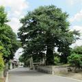 中山神社の大鳥居とムクノキ