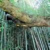 長谷のムクノキ(久米南方中)
