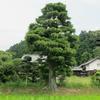 北のスイリュウヒバ(中北上)