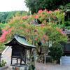 妙福寺の百日紅