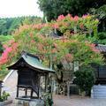 妙福寺の百日紅