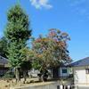 随雲山 龍澤寺の百日紅(サルスベリ)
